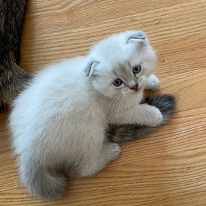 Meet your Posher, Yuliya